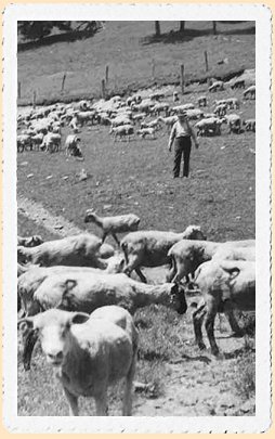 si_sheep.jpg